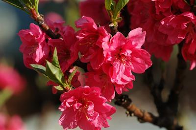 mini-Prunus persica